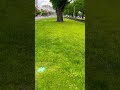 امانه يادنيا امانه عبد الحليم بدون موسيقى
