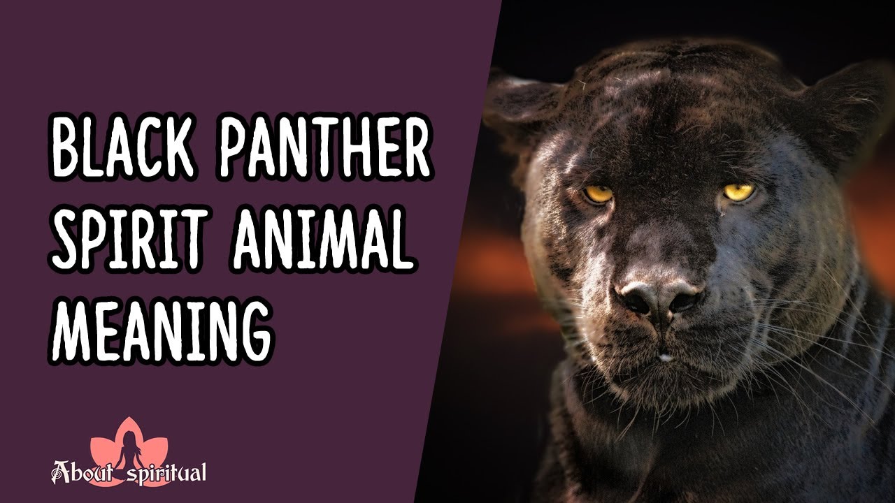 Black Panther Spirit Animal Meaning - YouTube