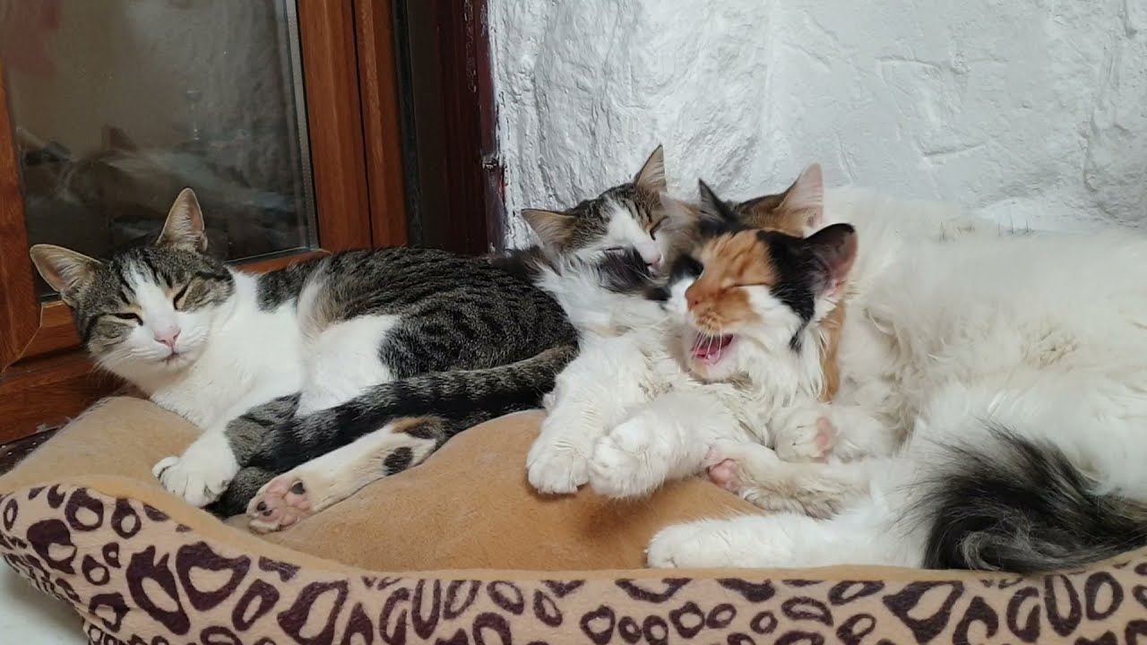 The Paphos Life Cats don't like the rain