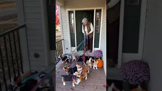 Grandma's Commentary While Walking a Pack of Dogs is Hilarious 🤣 #shorts