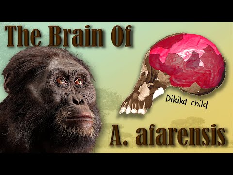 Video: Is australopithecus afarensis ons voorvader?