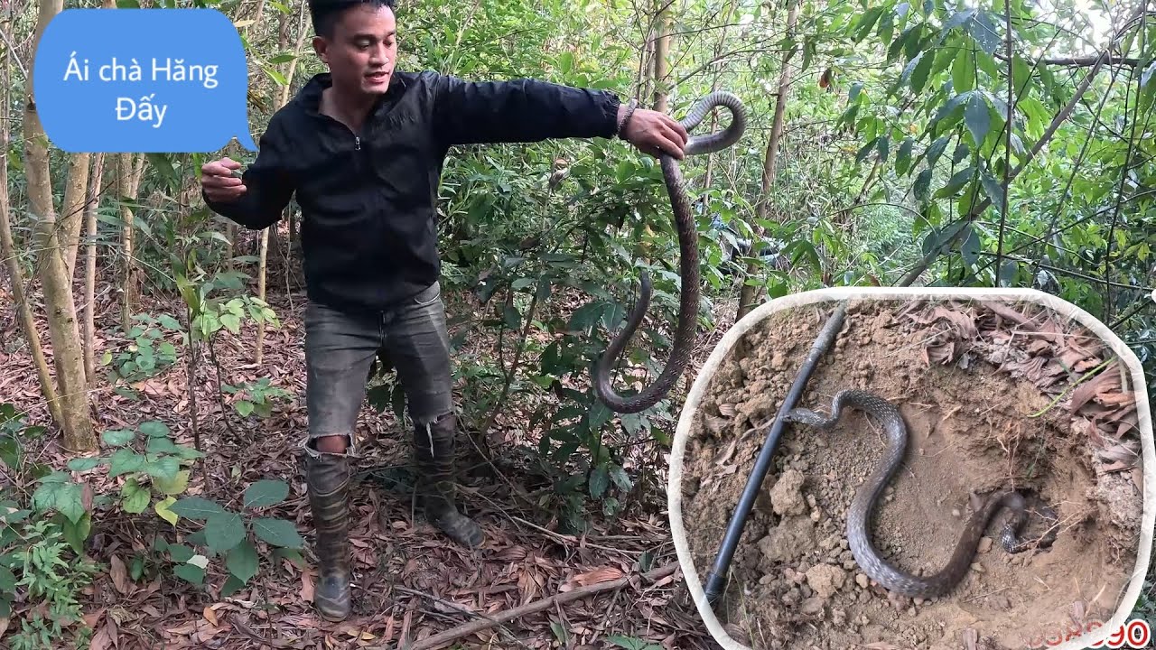 Cu Việt Hoảng Loạn Cầu Cứu Các Chú Vì Rắn Bị Xổng ,Cũng May Là Phát ...
