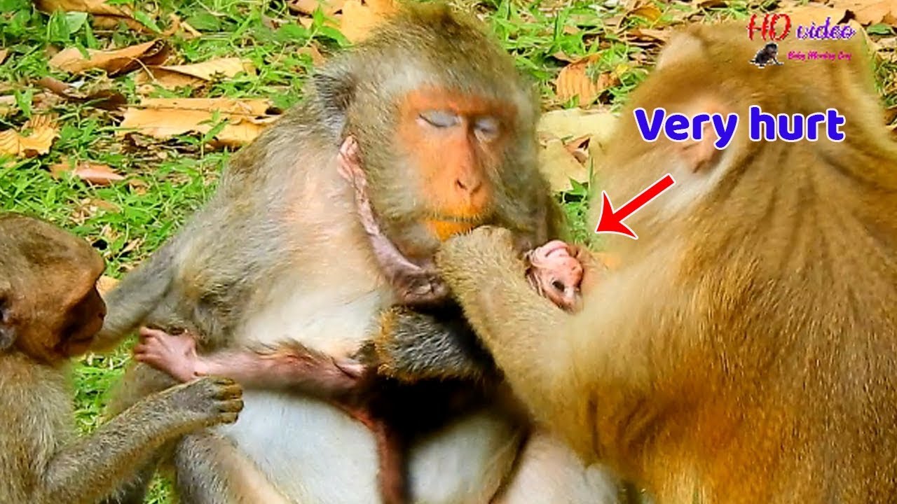 No don't hurt my baby ! Million pity Teresa dragged baby Jayden seriously | Jayden cry hurt too much