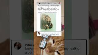 I Named My Cat After Cristiano Ronaldo Plz Like This Vid