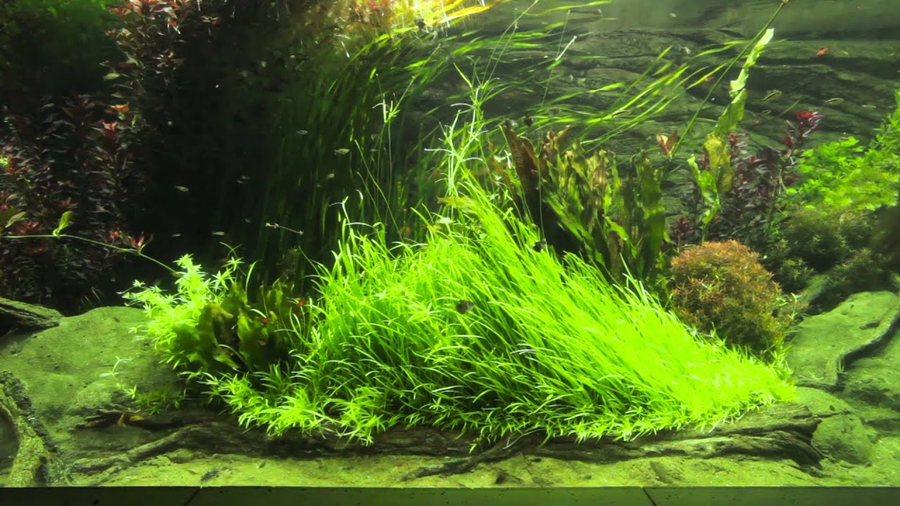 Akwarium - Warszawskie ZOO