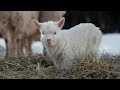 Instrumental Christmas Music, Soft Holiday Christmas Music "The Christmas Nativity" by Tim Janis