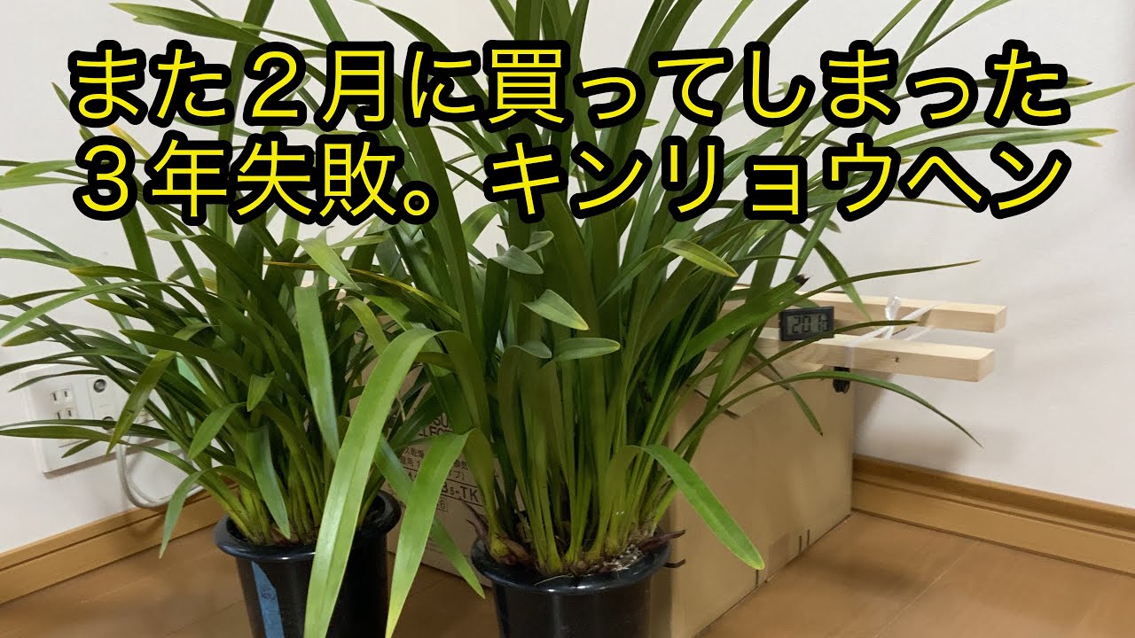 日本ミツバチと歩んで４年目の春。夢を形にする大きな挑戦と花芽のキンリョウヘン