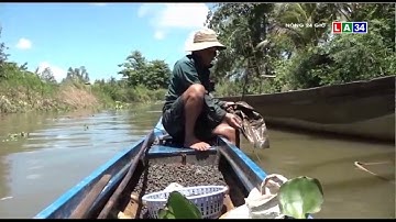 Lão nông làm giàu bằng tuyệt chiêu bắt ốc đắng | LONG AN TV