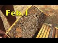 Overwintering bees in south georgia