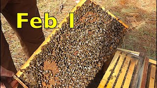 Overwintering Bees In South Georgia