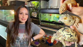 My morning and night REPTILE ROUTINE