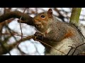 Canon EOS 70D + EF 70-200mm F4L IS USM + Squirrel