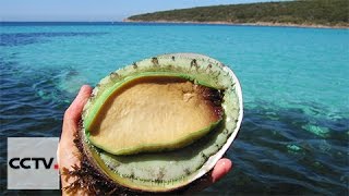 FTA makes abalone exports to China more profitable