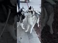 Husky reunited with best friend after 3 years apart! #shorts