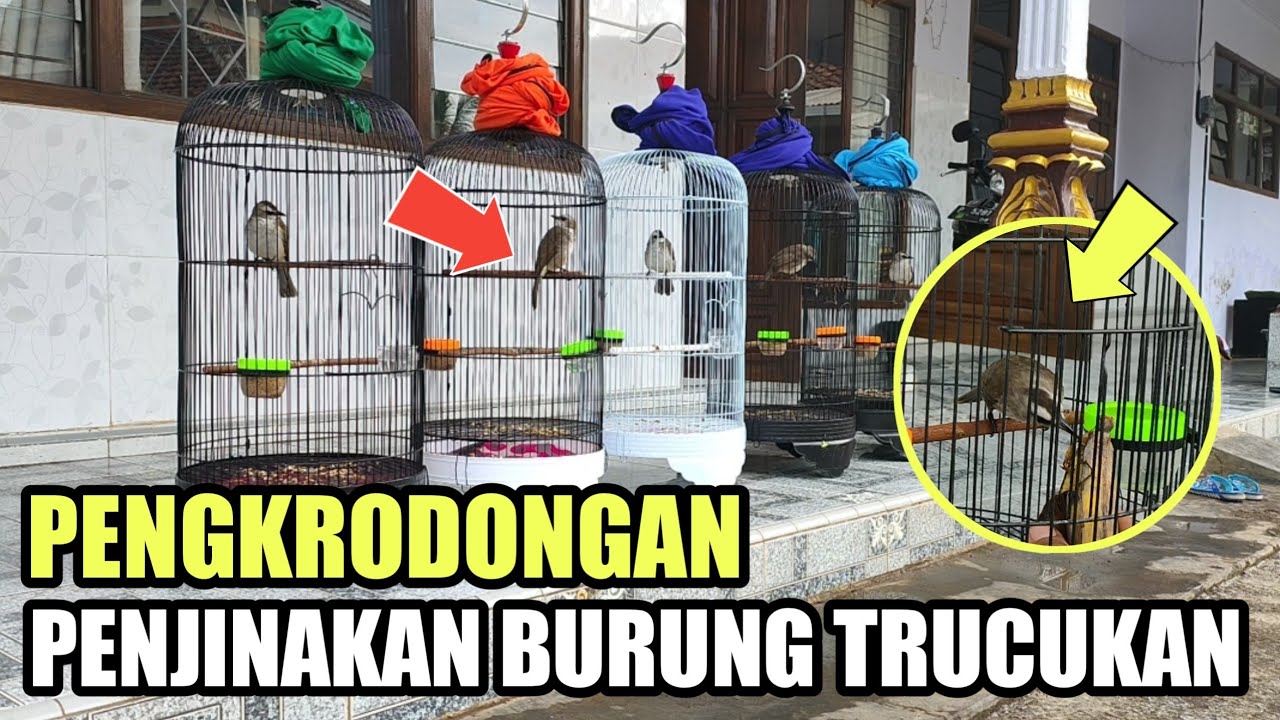 Melakukan Pengkrodongan Burung Trucukan dan Penjinakan Burung Trucukan