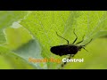 Squash Bug Control