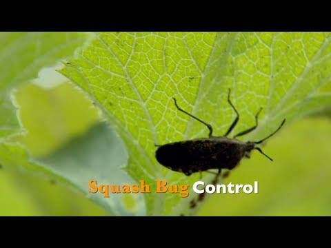 Video: Squash Bug Kontrolü: Squash Bugs Nasıl Öldürülür