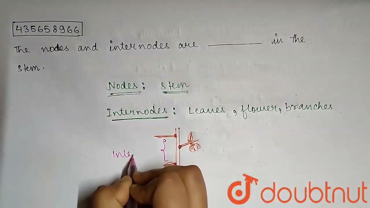The Nodes And Internodes Are in The Stem CLASS 11 The Nodes And Internodes Are in The Stem CLASS 11