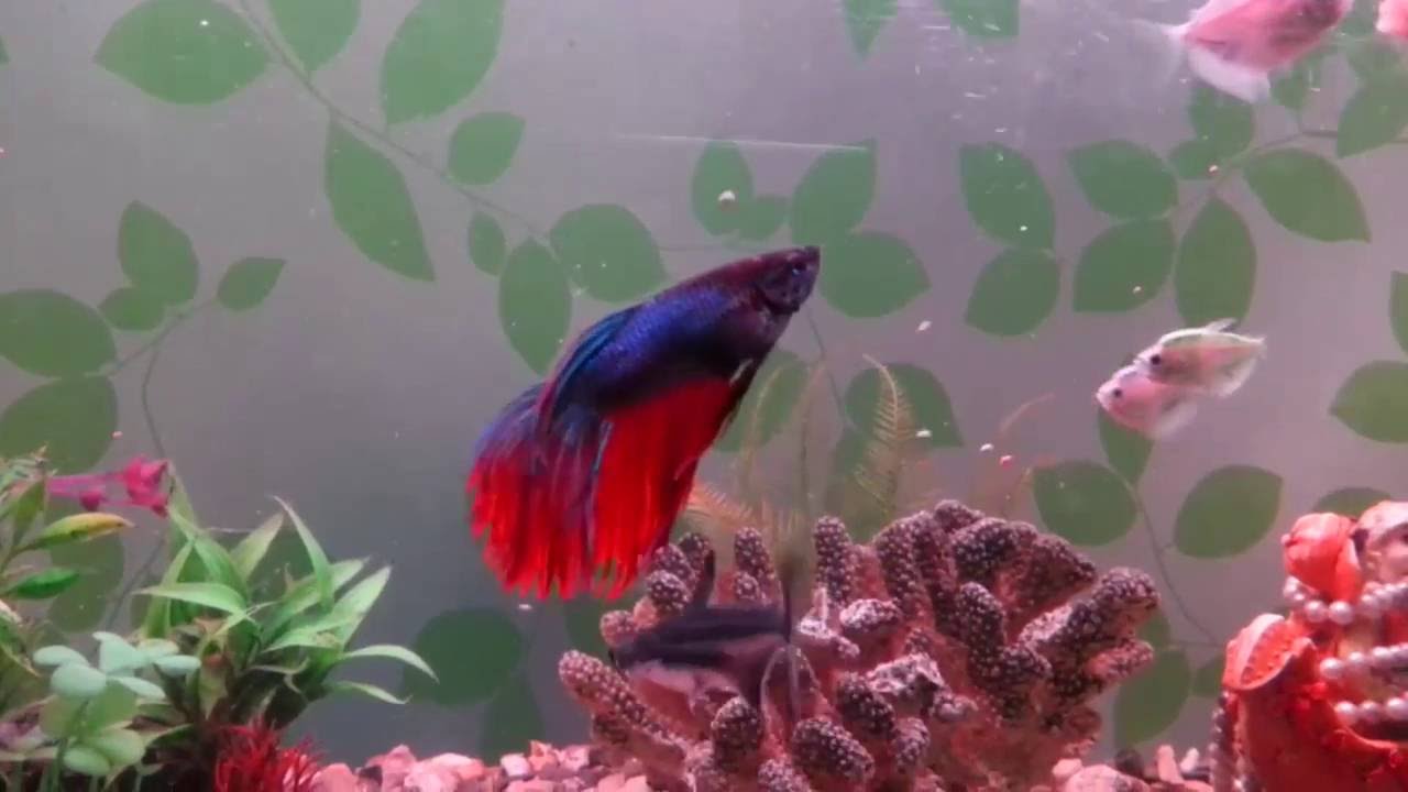 Aquarium Fighter Fish - YouTube