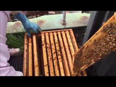 Mehiläisten tarina Ravintolakoulu