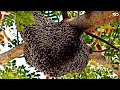Kerajaan lebah dan sistem kasta sosial yang kompleks