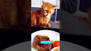 Cat Lover Cats Being Cats 7887