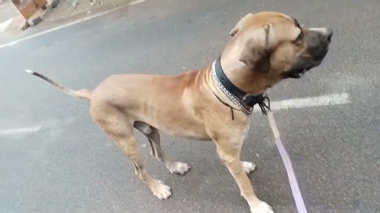 Burzo 17 month's, 32 inches, male bullykutta. son of Mowgli &Maya. 