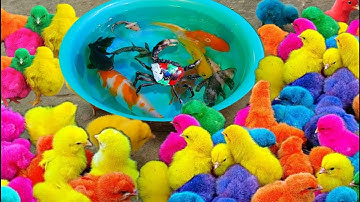 Bắt gà dễ thương, gà cầu vồng, cá cảnh đẹp, cá vàng, cá koi, cá lóc cảnh, cá da trơn