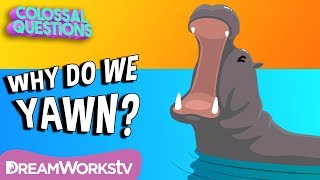 Why Do We Yawn? | COLOSSAL QUESTIONS