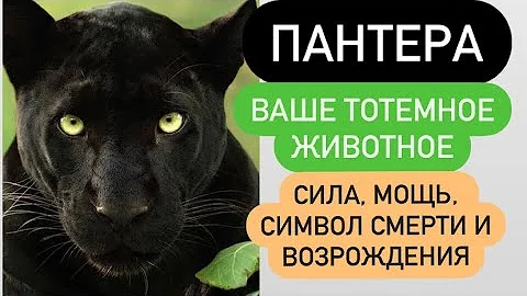 ПАНТЕРА- ваше тотемное животное# сила, мощь, символ познания темноты, символ смерти и возрождения#