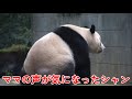 ママの声が気になったシャンシャン