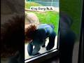 Funny Gorilla &ldquo;King Dung&rdquo; smears poop on glass at zoo #funny #zoo #funnyvideo #funnyanimals