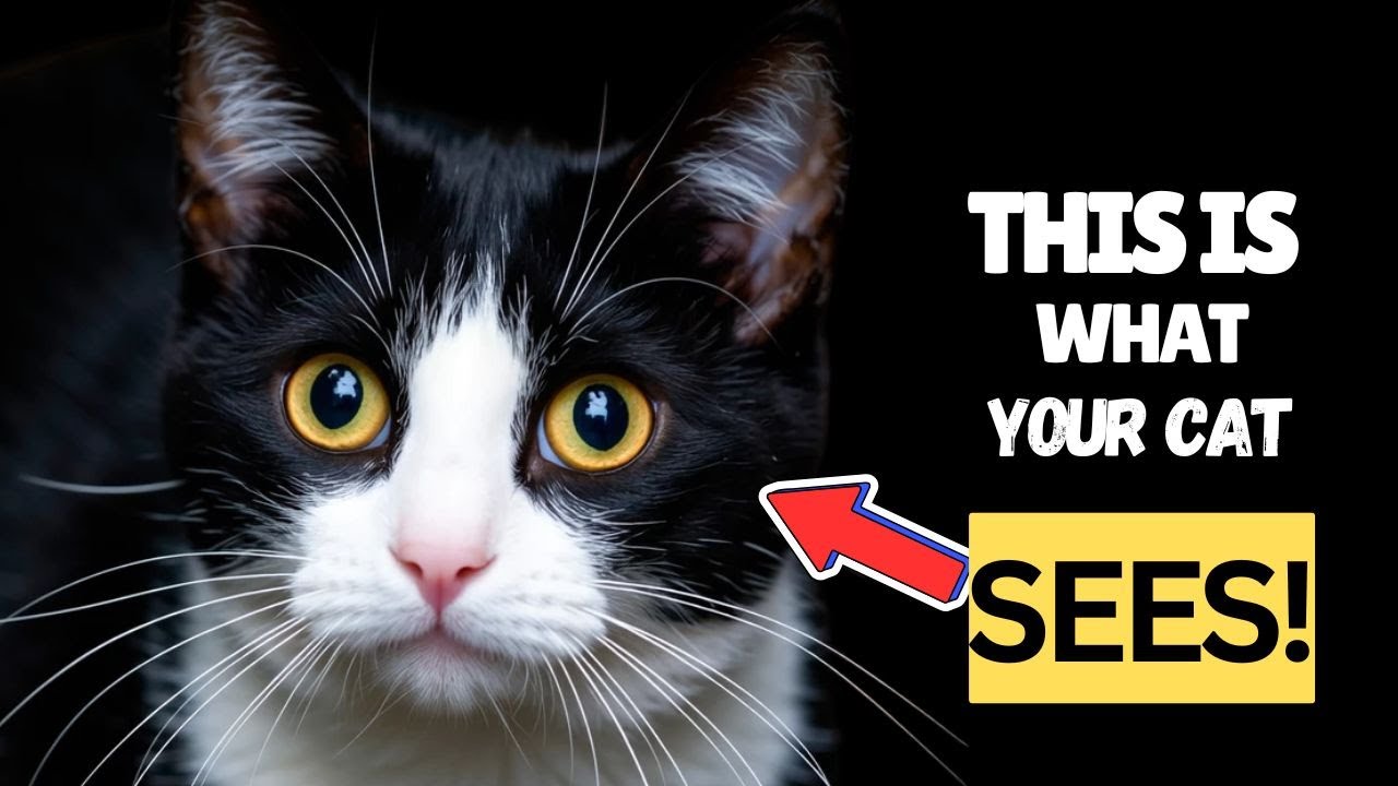 How Cats See Their Humans – Mind-Blowing Facts No One Told You