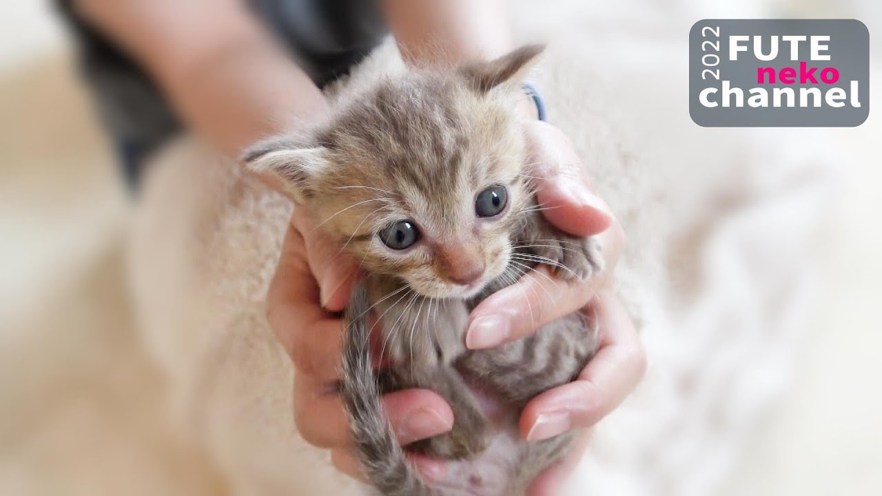 頭をぶつけ痛くてしょんぼりしてしまった子猫【保護子猫】
