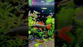 Planted aquarium #aquarium #plantedaquarium #fish