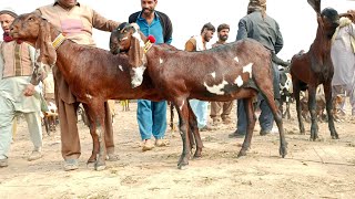 Bakra Mandi sahiwal ki update batel bachon wali Bakrian 03124058010 Altaf goat farm