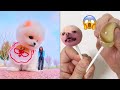 Tik Tok Chó Phốc Sóc Mini 😍 Funny and Cute Pomeranian #440