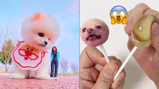 Tik Tok Chó Phốc Sóc Mini 😍 Funny and Cute Pomeranian #440