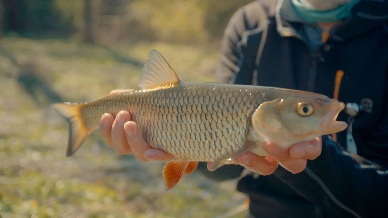 „Šiandien kimba“. Aktyvi šapalų paieška ir įtempta plačiaburnių medžioklė pavasario van