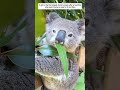 A girl in the fire brigade found a koala after a bushfire and then #koala #koalas  #animals