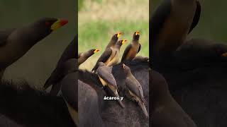 El picabueyes #sabiasque #datoscuriosos #aves #bioloco El picabueyes #sabiasque #datoscuriosos #aves #bioloco