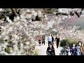 ひと目２万本　たつの市綾部山梅林がみごろ