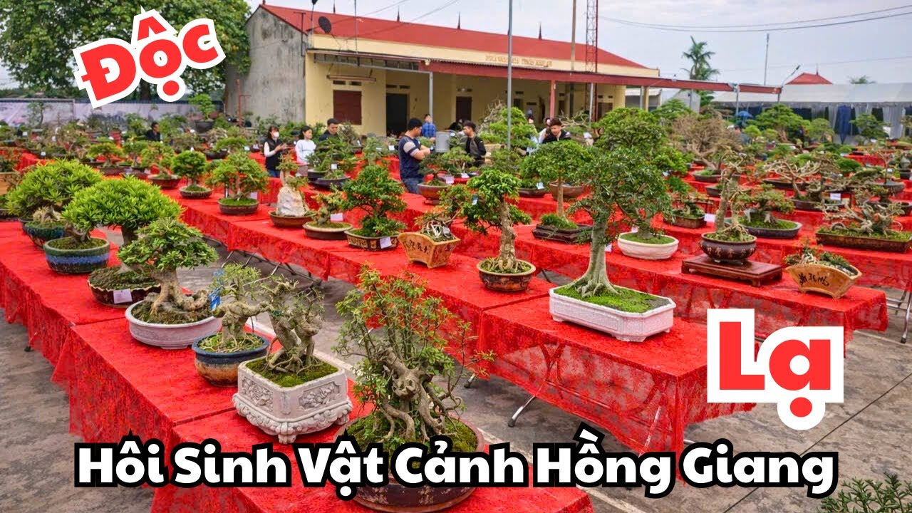 Toàn Tác Phẩm Độc Lạ Đẹp Tại Triển Lãm Sinh Vật Cảnh Hồng Giang.