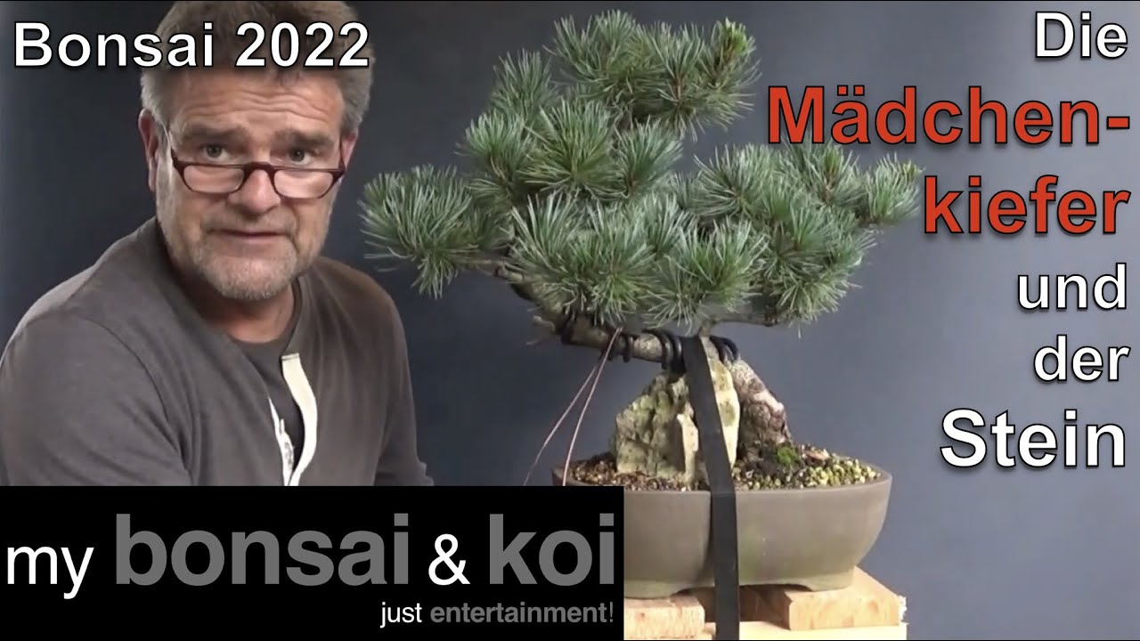 Bonsai 2022-42 - Mädchenkiefer - Pinus parviflora - von an dem Stein zu über den Stein