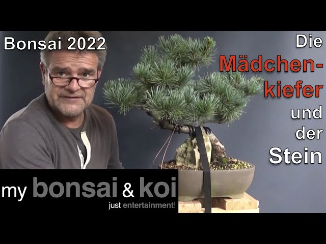 Bonsai 2022-42 - Mdchenkiefer - Pinus parviflora - von an dem Stein zu  ber den Stein - YouTube
