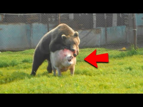 Video: Cele mai mari greseli pe care le fac oamenii atunci cand numesc animalele lor de companie