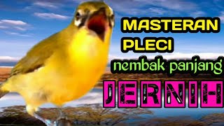 MASTERAN PLECI nembak panjang dan suara jernih.