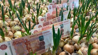 картинка: Лук на перо #27 КАК ЗАРАБОТАТЬ НА ЛУКЕ 50 000₽