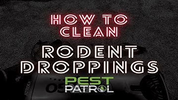 How to remove rodent droppings from crawlspace