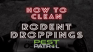 How to remove rodent droppings from crawlspace